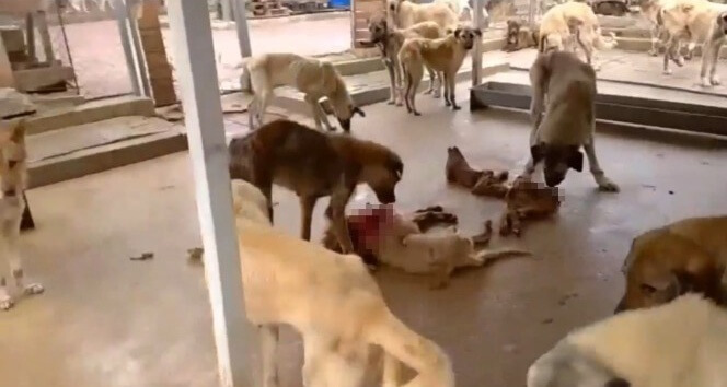 Kozan’da Barınakta aç kalan köpekler birbirine yedi