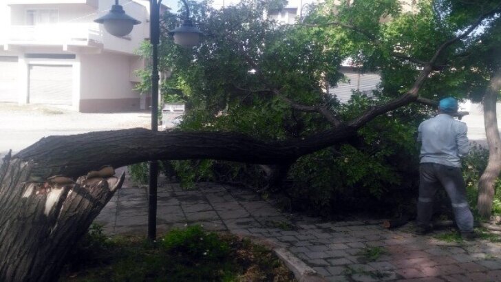 Kozan’da fırtına ağaçları devirdi