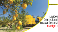 Limon Üreticileri Hasat Öncesi Endişeli