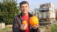 Adana’da 1 kilo 260 gramlık dev portakal görenleri şaşırttı