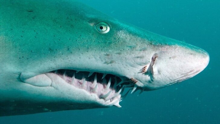 Kum köpek balığının dünyada 11, Türkiye’de 2. üreme alanı Yumurtalık’ta tespit edildi