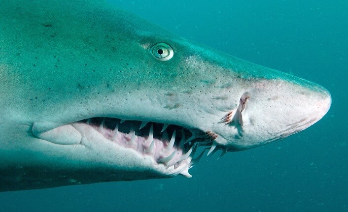 Kum köpek balığının dünyada 11, Türkiye’de 2. üreme alanı Yumurtalık’ta tespit edildi