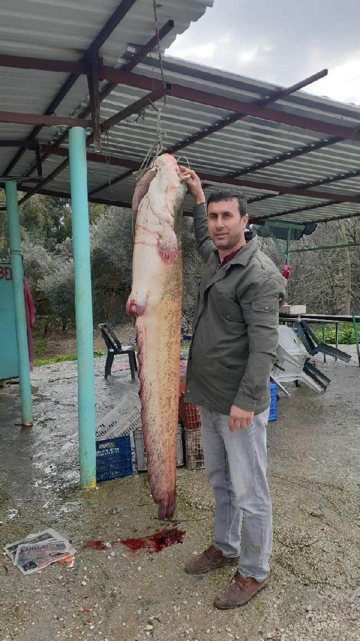 Seyhan Baraj Gölü’nde dev ‘yayın balığı’ yakaladılar