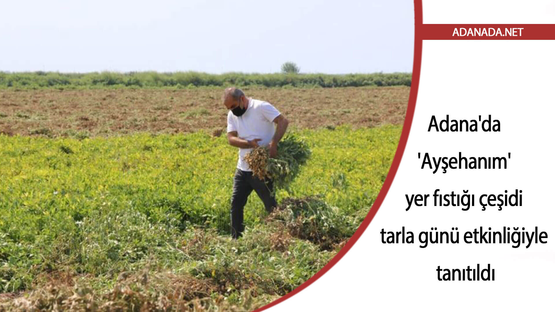 Adana’da ‘Ayşehanım’ yer fıstığı çeşidi tarla günü etkinliğiyle tanıtıldı