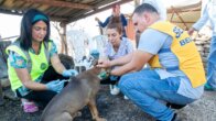 Adana’daki orman yangınlarında yaralanan hayvanlar tedavi ediliyor