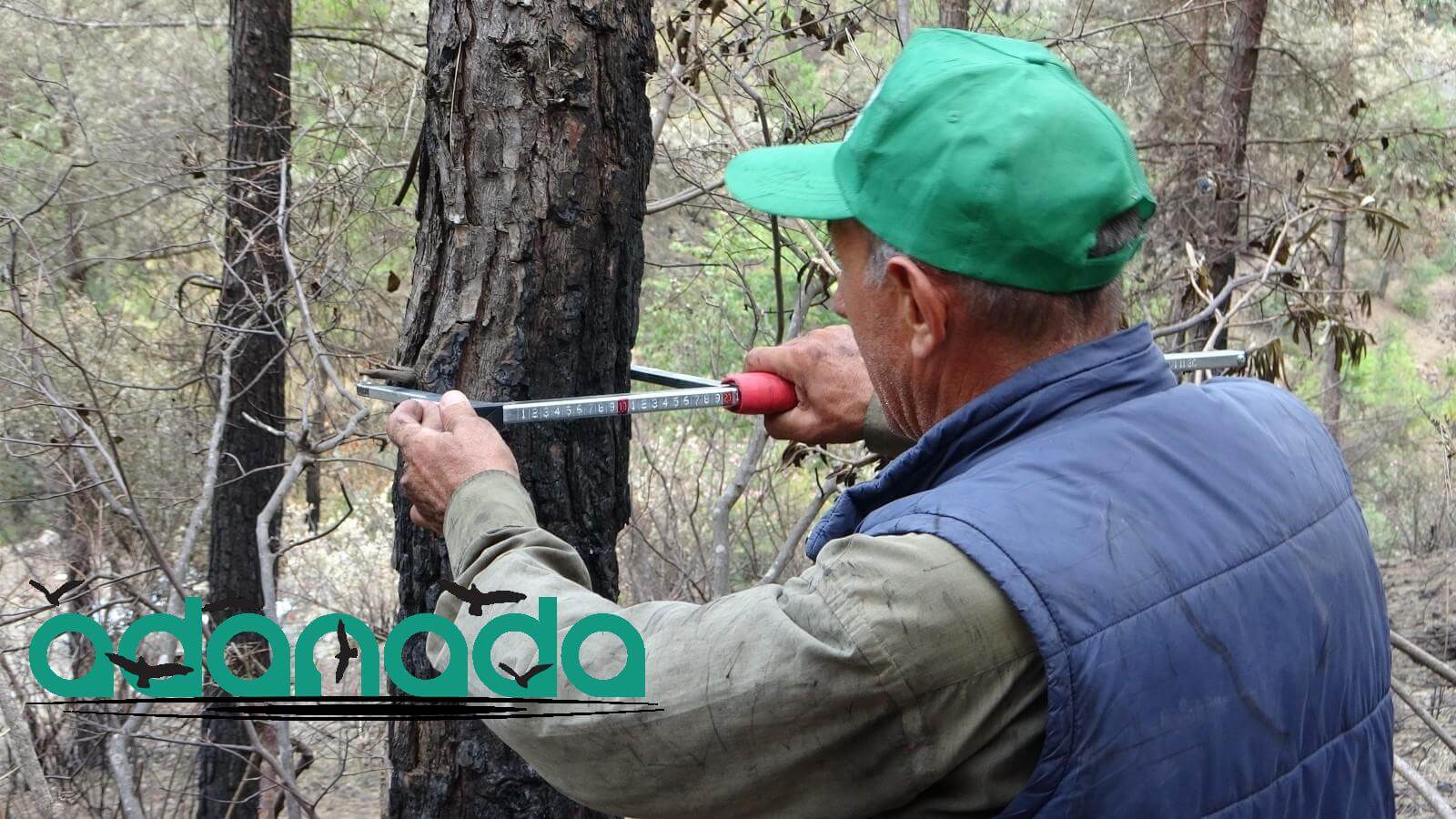 Orman mühendisleri Kozan’da damgalama çalışmalarına başladı