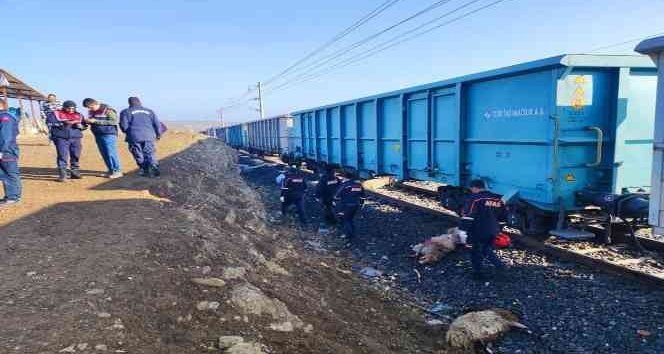 Yük treni sürüye çarptı: Çoban öldü, 30 koyun telef oldu