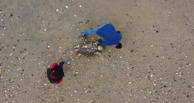 Mersin’de ölü Caretta caretta sahile vurdu