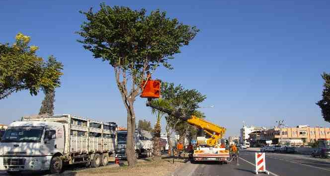 Mersin’de refüjlerde ağaçların bakımı yapılıyor