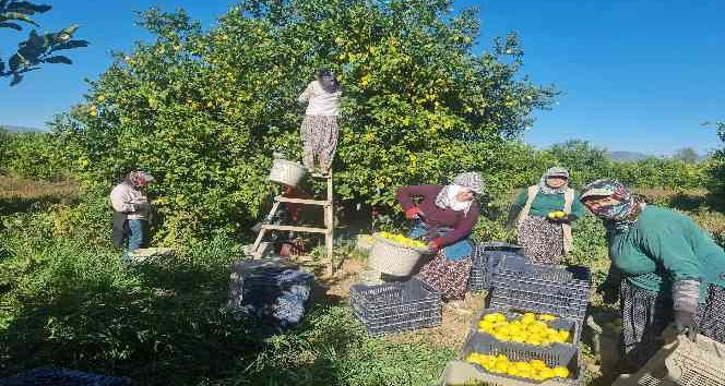 Fiyatı üreticiyi sevindirdi, Çukurova’da türkülü limon hasadı