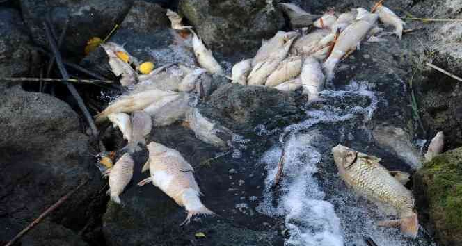 Ceyhan Nehri’nde balık ölümleri: Binlerce balığın ölüm nedeni araştırılıyor