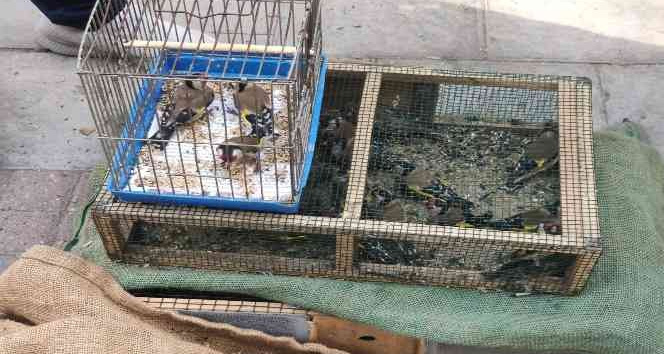 Saka kuşu besleyen şahsa 26 bin TL ceza kesildi, kuşlar doğaya salındı