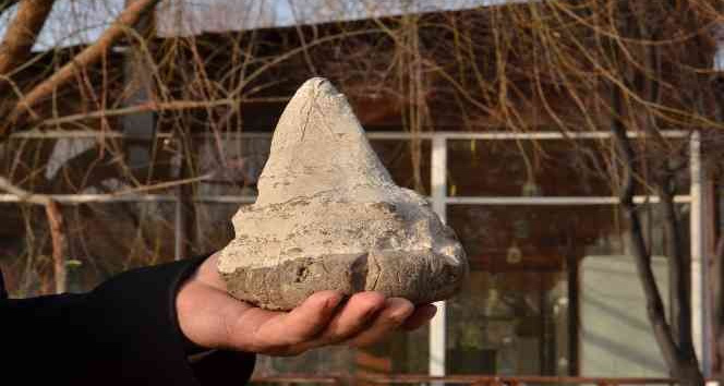 Elbistan’da köpekbalığının atası sayılan 20 milyon yıllık megalodon dişi bulundu