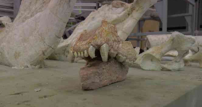 Kayseri’de 7,5 milyon yıllık aslan kafatası bulundu
