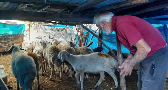 Köye dalan yırtıcı hayvan 27 koyunu telef etti