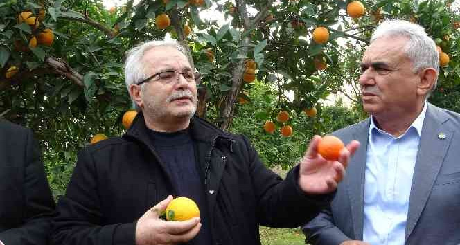 Kozan Belediyesinden halka açık narenciye bahçesinde ilk hasat