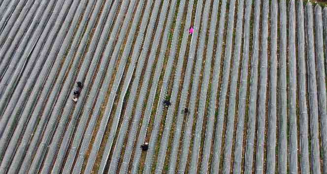 Adana’da kış ayında çilek hasadı: Kilosu 80 TL, bahçeye müşteriler kendileri toplamaya geliyor