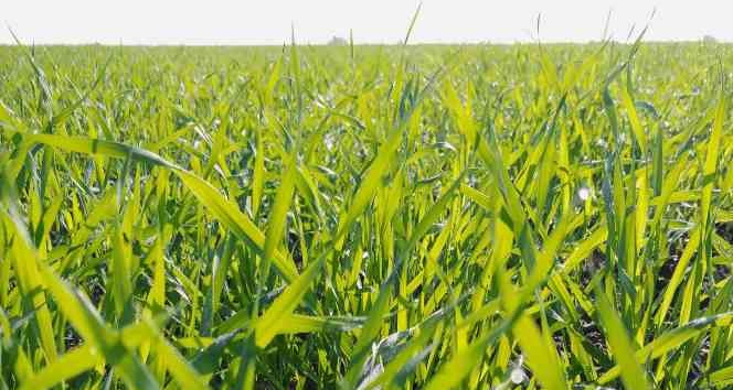 Adana’da tarlalar yeşile büründü… Buğdayda 700 bin ton rekolte bekleniyor