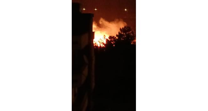 İskenderun’da ağaçlık alanda çıkan yangın paniğe neden oldu