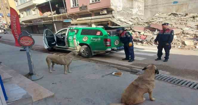 Jandarma ekipleri Hatay’da sokak hayvanlarını besliyor