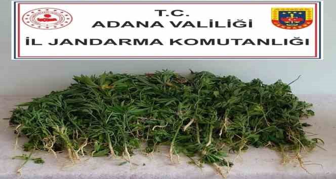 Adana’da 106 kök kenevir bitkisi ele geçirildi