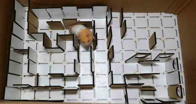 Depremde hamsterlar, hayat kurtaran köpeklere rakip olabilir