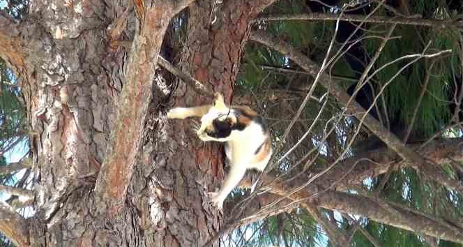İtfaiye müdürlüğü bahçesindeki ağaçta kedi kurtarma operasyonu