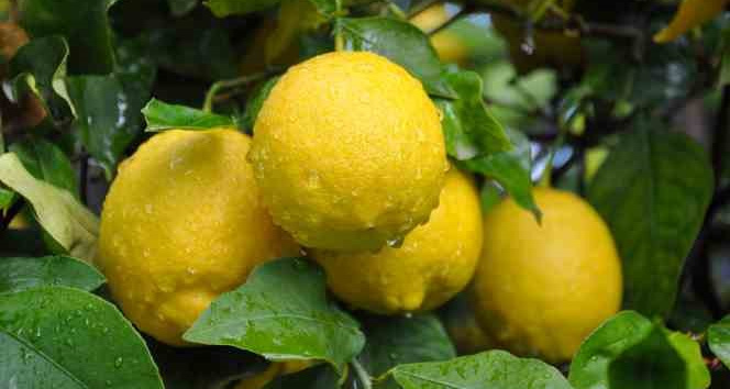 Limonda hasat sonu, üreticide ucuz, markette pahalı