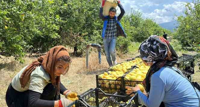 Depremzede Arsuzlu çiftçilerin limonları dalında kalmadı