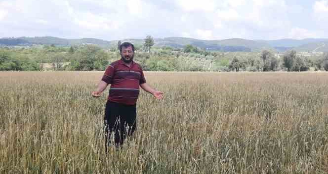 Osmaniye’de dolu yağışı buğday tarlalarını vurdu