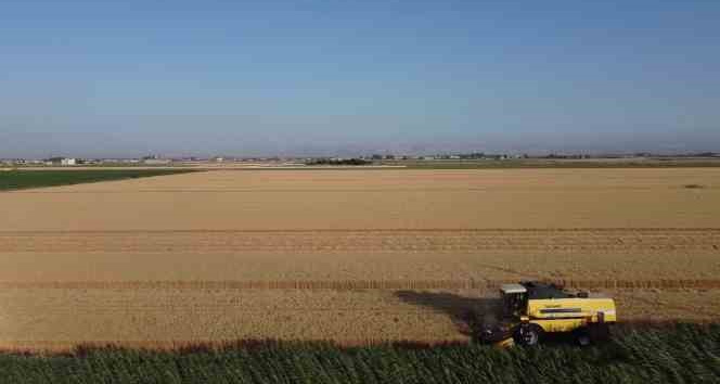 Depremin vurduğu Hatay Amik Ovası’nda buğday hasadı başladı