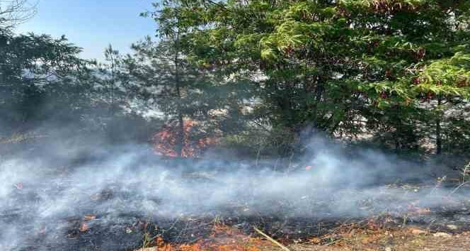 Anız yangını ormana sıçradı, 3 dönüm makilik alan zarar gördü