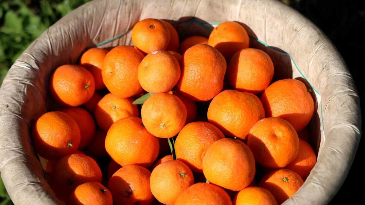 Adana’da mandalina hasadı: Dünyanın dört bir yanına mandalina ihraç ediliyor
