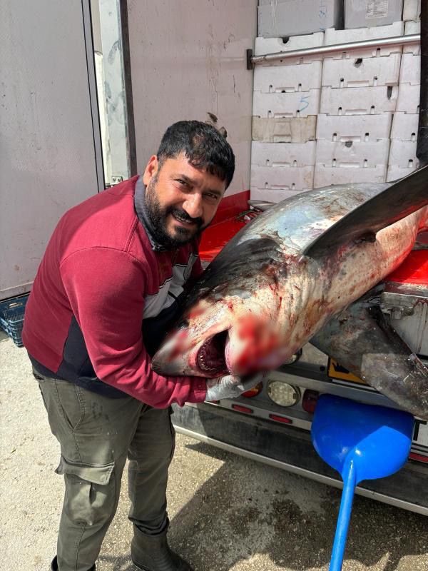 Karataş açıklarında 200 kiloluk köpek balığı ağlara takıldı