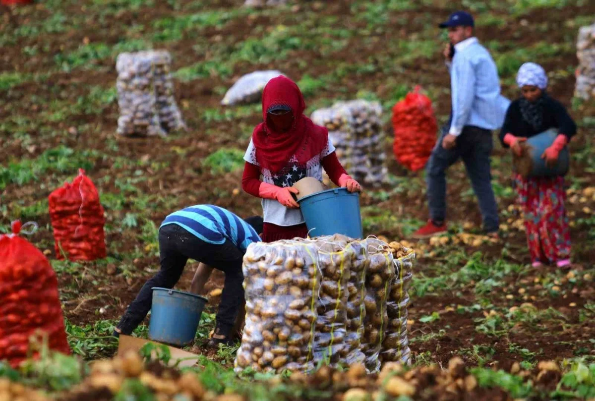 Adana’da turfanda patates hasadı başladı