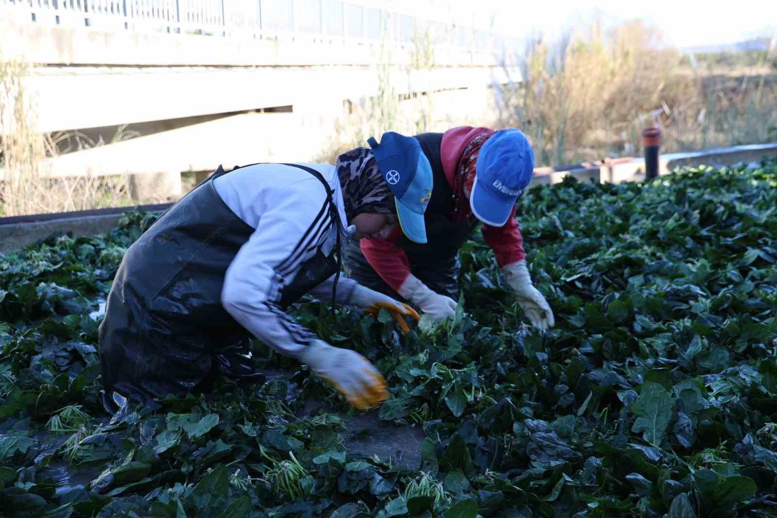 Adana Kozan’da Ispanak Hasadı Başladı: Tarlada Kilo Fiyatı 14 TL