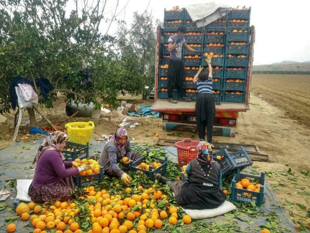 Adana, Mersin ve Hatay’da 2025 Tarım İşçisi Yevmiyeleri Belirlendi: Günlük 1000 TL